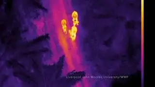 Thermal cameras on drones used to study orangutans and wildlife in Malaysian Borneo