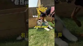 Episode 48 A Day vlog with extremely high Hash Content Take our Xibao to go on a blind dat