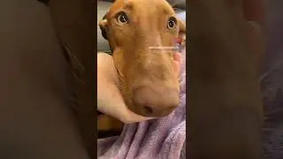 Helping keep your dogs teeth clean