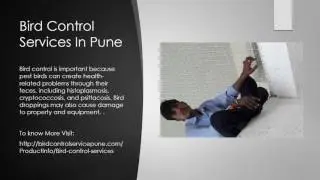 Ideal Bird Netting is best bird control service provider in Pune
