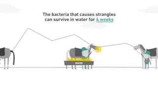 Horse Health Week -  Equipment at shows