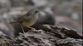 buff-breasted babbler (Pellorneum tickelli)