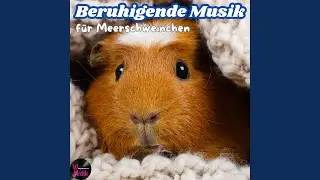 Meerschweinchen Beruhigungsmusik &ndash; Leise raschelt das Heu