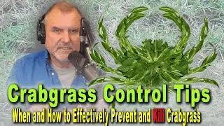 Crabgrass Control Tips: When and How to Effectively Prevent and Kill Crabgrass