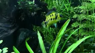 Amatitlania nanolutea, kanč&iacute;k žloutnouc&iacute;, v&yacute;těr 2023 | Yellow convict with fry