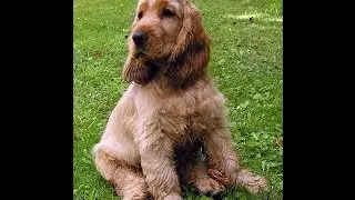 ***How To Potty Train An English Cocker Spaniel Puppy Free-Mini Course***