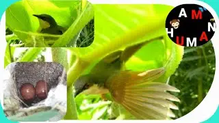 Ashy Prinia Bird | Nesting @AmHumann Tailor | Warblers Bird