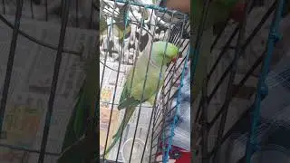 He wants to play with the newspaper📰📰📰 #shortvideo # shorts