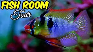 FISH ROOM TOUR | ORNAMENTAL FISH BREEDER | DEEPAK MISTRY