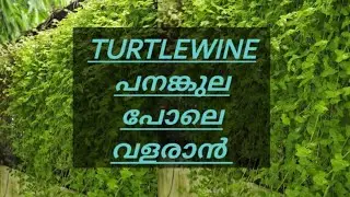 Evergreen turtle vine plant /fast growing hanging plant in malayalam//by ramsy