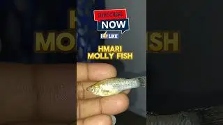 Meri Molly😱fish #shorts #trending #death #shortsfeed #youtubeshorts #vlog #share #pets #petsvlog #yt