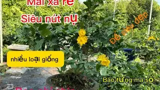 Mai ghép các loại ☎️0855233237 👉như 