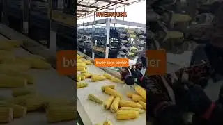 Streamlining Production: Unleash the Power of Our Fresh Corn Peeling Machine #freshcorn #maize