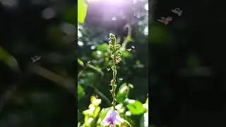 play with light #cinematic #videography #bugs #nature