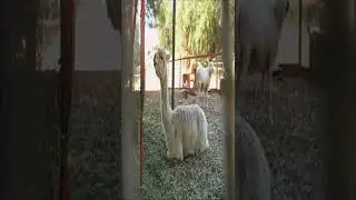 Llama alpaca, alcapa cute moment #shorts