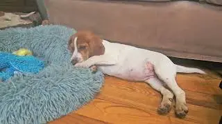 Szczeniak Beagle w piżamie 😍 delektuje się nowym smakołykiem