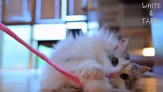 Pink-String Morning Ritual- Fluffy Cats at Play | 2-year-old Fluffy & Cute Norwegian Forest Cat