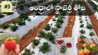 Chintapalli to Lambasingi full video