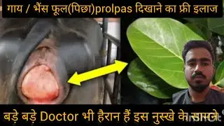गर्मियों में पशु का फूल ( पीछा ) Prolapse दिखाने का No.1 देशी फार्मूला | Prolapse Natural Treatment 