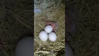 Lovebird | Kaya pala #birds #africanlovebird #opaline #hobby #pets #youtubeshorts #shorts #ytshort