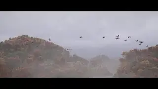 Assassin's Creed Shadows | Sumi-E - Greater White-fronted Goose Migration