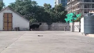Gaddi dog fight video #doglove #viral #shortvideo #funny #shorts #youtbeshorts  #gaddi #instagram 
