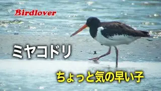 気の早いミヤコドリ / Eurasian Oystercatcher