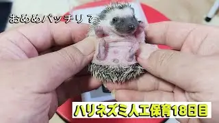 おめめパッチリになってきたハリネズミ人工保育１８日目