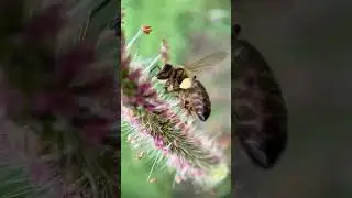 Honeybees collecting grass pollen 💛🌱🐝