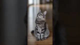Опасны ли кошачьи царапины? Советы по безопасному обращению с кошкой, которые должен знать каждый...