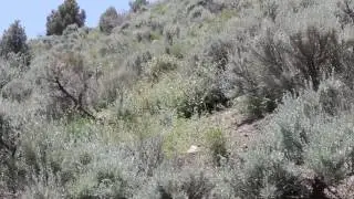 Bee Swarm at Nomad Gardens - Spring 2016 (Northern Nevada)