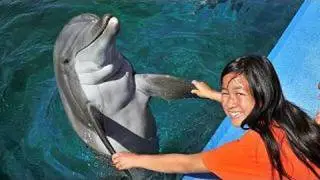 SeaWorld's Dolphin Encounter (in HD)