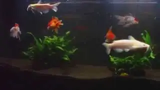 Fancy Goldfish , Albino channel cat fish and weather loach