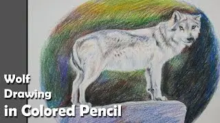 How to Draw A Wolf step by step in Colored Pencil