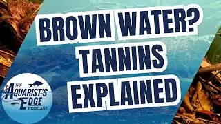 Tannins Explained: Blackwater Aquariums, Fish Health, and the Science of Tea-Stained Water