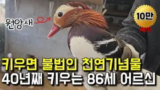 키우면 불법인 천연기념물 40년째 키우는 86세 어르신 [ 원앙새, 철갑상어 ]