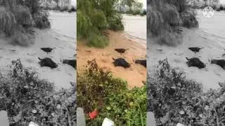 PALAR RIVER FLOOD NOVEMBER 2021 CATTLE WASH BY FLOOD