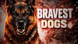 10 Most Fearless Dog Breeds in the world  No (1 must shock you) #2026 #fyp