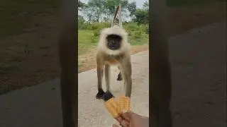 Jai Hanuman