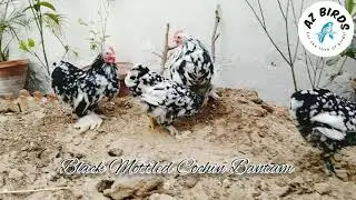 Black Mottled Cochin | Bantam chicken | Fancy Poultry | AZ BIRDS