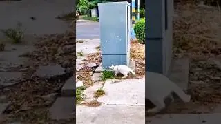 Hilarious Cat Antics: The Funniest Cats on the Internet! 🐾 #shorts