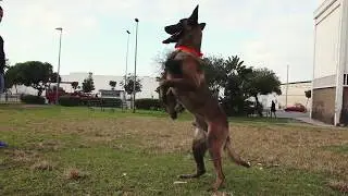 KILLER Malinois 03/01/2017