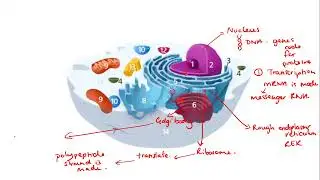 5 minute Bio - Protein Synthesis & Organelles - A level Biology