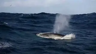 Sailing storm in the North Atlantic - getting surprised by a fin whale!!