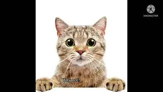 yt5s com Dog And Cat   Starfall 2020 By Robert More 9th