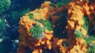 Chain Tunicate (Botrylloides violaceus)?