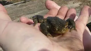 Herping in Chobham common part 2.