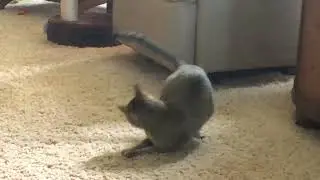 Cat chasing tail