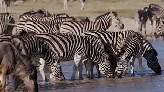 Zebra and wildebeest drinking