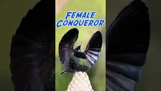 The unique mating behavior of Victoria's riflebird
